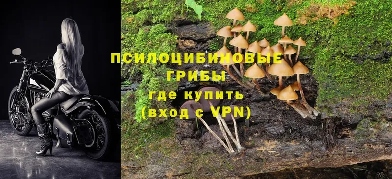 OMG ССЫЛКА  где продают наркотики  Мензелинск  Галлюциногенные грибы Psilocybine cubensis 